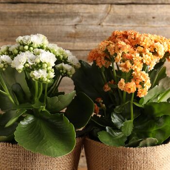 Flowers Kalanchoe 'Mixed' Six X Plants In 9cm Pots, 2 of 6