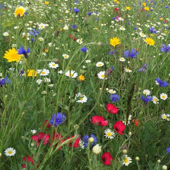 Festive Wildflower Seed Stocking Fillers, 8 of 9