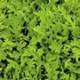 Sustainable Grow Your Own Veg Kit X3 Varieties Of Veg, thumbnail 10 of 12