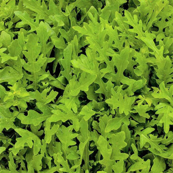 Sustainable Grow Your Own Veg Kit X3 Varieties Of Veg, 10 of 12