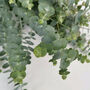 Fresh Cut Eucalyptus Baby Blue Greenery, thumbnail 2 of 7