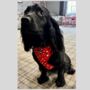 Red Valentine Heart Dog Poo Bag Holder, thumbnail 5 of 6