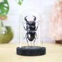 Titan Stag Beetle Insect Bug Moth Butterfly Bell Jar Entomology Taxidermy Interior Design Home Decor Cloche Modern Display Gift Ornament, thumbnail 1 of 4