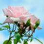 Climbing Rose 'New Dawn' Plant In 5 L Pot, thumbnail 2 of 5