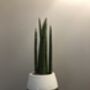 Succulent And Cacti Subscription, thumbnail 2 of 4