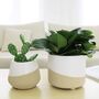 Pack Of Two Ceramic Round Planters White Beige, thumbnail 1 of 4