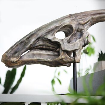 Large Hand Painted Parasaurolophus Skull Dinosaur Sculpture Museum Quality 3D Resin Fossil Model On Black Metal Stand, Statement Home Decor, 2 of 4