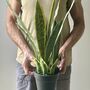 Artificial Sansevieria In Pot, thumbnail 1 of 7