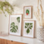 Fiddle Fig Ficus Plant Illustrated A4 Art Print, thumbnail 9 of 12