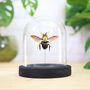 Golden Carpenter Bee Bell Jar, thumbnail 1 of 5