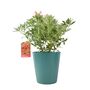 Pieris ‘Flaming Silver’ Evergreen Shrub 5 L Pot, thumbnail 1 of 4