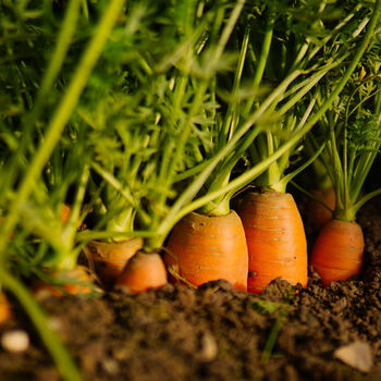 Carrot 'Chantenay' 12 X Plug Plant Pack, 2 of 6