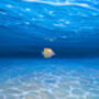 Underwater Seascape, thumbnail 4 of 8