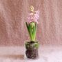 Grow Me: Gift Box Of Scented Hyacinth Bulb And Vase, thumbnail 2 of 6