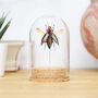 Rainbow Jewel Beetle Bell Jar, thumbnail 1 of 3