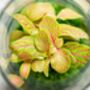 Closed Ready Made Terrarium | 'Seville', thumbnail 6 of 6