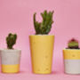Concrete Pot Small With Cactus/ Succulent In Yellow, thumbnail 3 of 5
