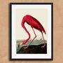 Vintage Flamingo Illustration Art Print, thumbnail 5 of 7