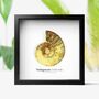 Madagascan Ammonite Box Frame Real Authentic Jurassic Dinosaur Fossil Museum Quality Natural History Interior Design Home Decor Display Gift Ornament, thumbnail 1 of 4