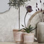 Asina Plant Pot In Blush Pink, thumbnail 1 of 5