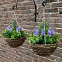 Set Of Two Artificial Topiary Lavender Hanging Baskets, thumbnail 2 of 4