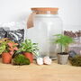 Diy Terrarium Kit With Plants X3 Birthday Plant Gift, thumbnail 1 of 8