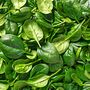 Vegetable Plants Spinach 'Renegade' Full Plant Pack, thumbnail 4 of 5