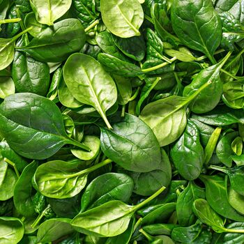Vegetable Plants Spinach 'Renegade' Full Plant Pack, 4 of 5