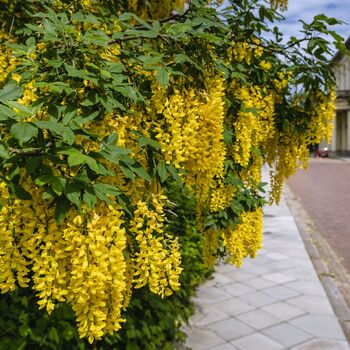 Laburnum Plants, 'Vossi', Full Plants In 10 L Pots, 3 of 3