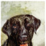 The Black Labrador Portrait, thumbnail 1 of 1