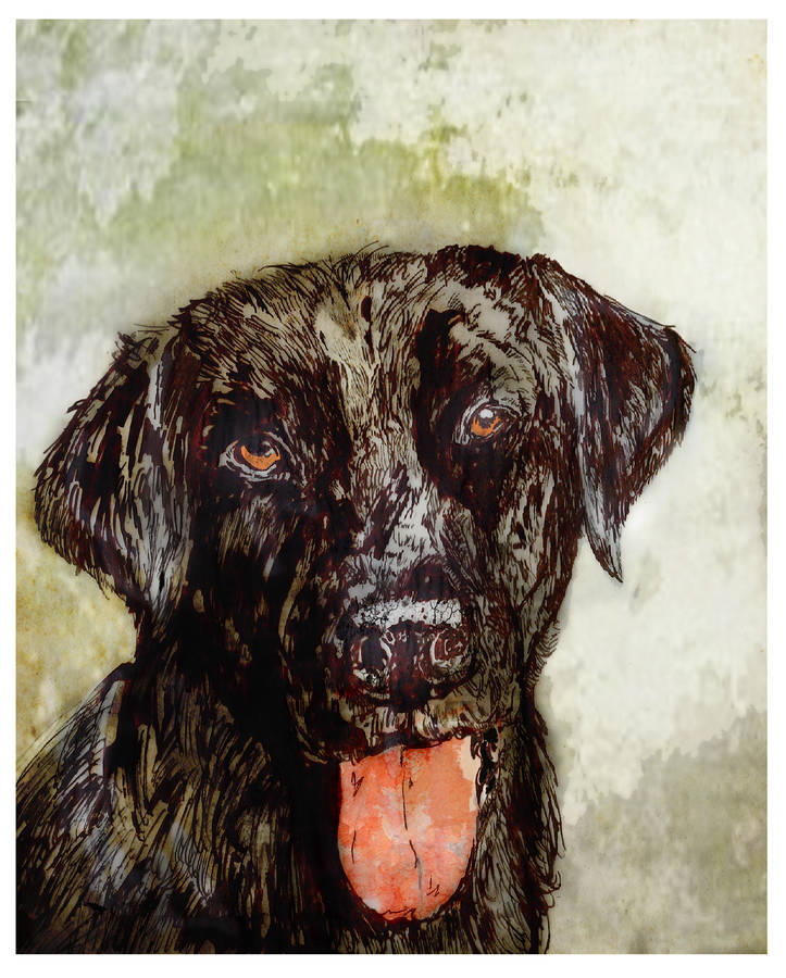 The Black Labrador Portrait