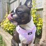 Dog Harness | Rainbows And Butterflies, thumbnail 3 of 8