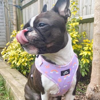 Dog Harness | Rainbows And Butterflies, 3 of 8