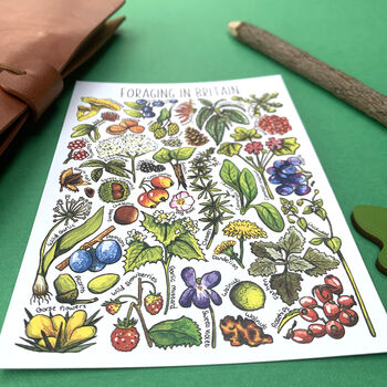 Foraging Plants Of Britain Watercolour Postcard, 4 of 10