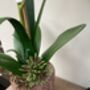 White Cymbidium Orchid Silk Flower Arrangement, thumbnail 3 of 6