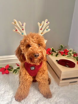 Burgundy Red Cord Dog Harness, 3 of 6