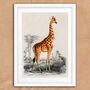 Vintage Giraffe Illustration Wall Art Print, thumbnail 5 of 6