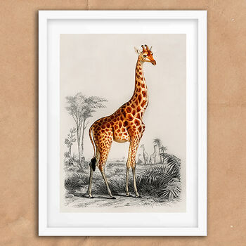 Vintage Giraffe Illustration Wall Art Print, 5 of 6