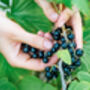 Blackcurrant Plants, 'Ben Sarek', thumbnail 5 of 12