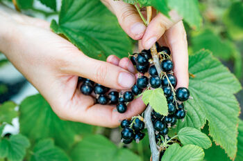 Blackcurrant Plants, 'Ben Sarek', 5 of 12