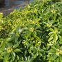 Perennial Daphne Royal Crown One Plant In One L Pot, thumbnail 2 of 5