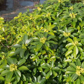 Perennial Daphne Royal Crown One Plant In One L Pot, 2 of 5