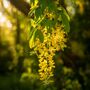 Laburnum Plants, 'Vossi', Full Plants In 10 L Pots, thumbnail 1 of 3