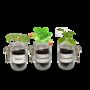 Personalised Indoor Fruit Jar Garden Kit, thumbnail 3 of 5