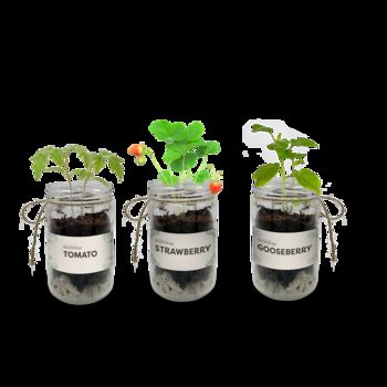 Personalised Indoor Fruit Jar Garden Kit, 3 of 5