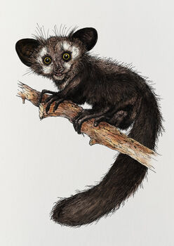 A Is For Aye Aye Illustration Print, 2 of 6