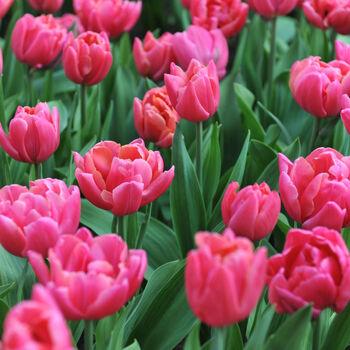 Spring Bulbs Tulips 'Double Mixed' 48 Bulb Pack, 5 of 6
