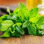 Herb Plants Peppermint Four Full Plants In 9cm Pots, thumbnail 2 of 5