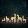 Set Of Five Swinsty Dual LED Light Up Reindeer, thumbnail 2 of 6