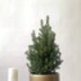 Christmas Tree Miniature Spruce 'Picea Glauca' 15cm Pot, thumbnail 2 of 2